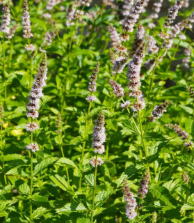 Mentha spicata 'Moroccan'